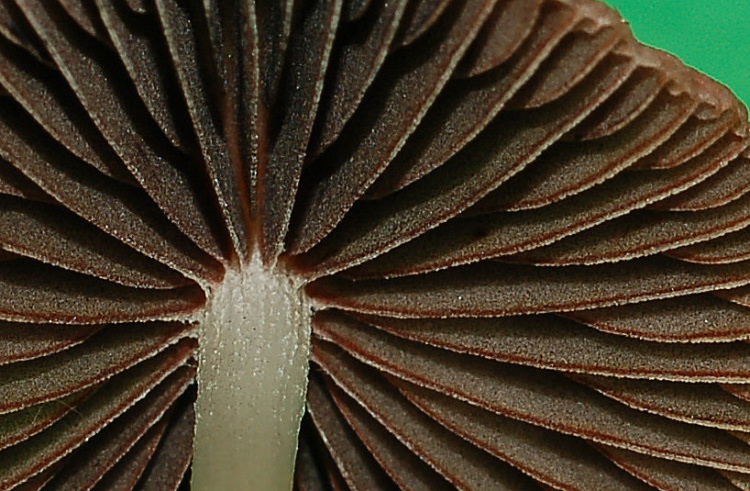 Psathyrella sp.